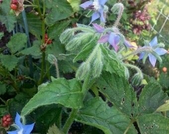 Borago officinalis - Borage - Starflower