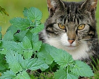 Nepeta cataria - Catnip
