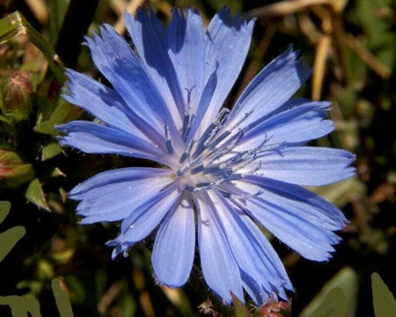Cichorium intybus - Chicory