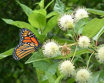 Cephalanthus occidentalis - Buttonbush