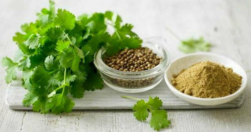 Coriandrum sativum - Cilantro - Coriander