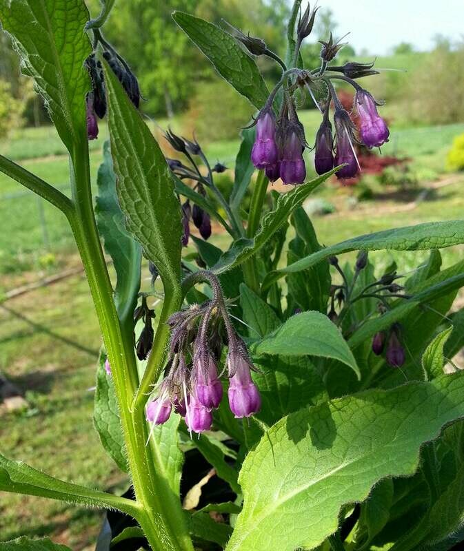 Symphytum officinale - Comfrey