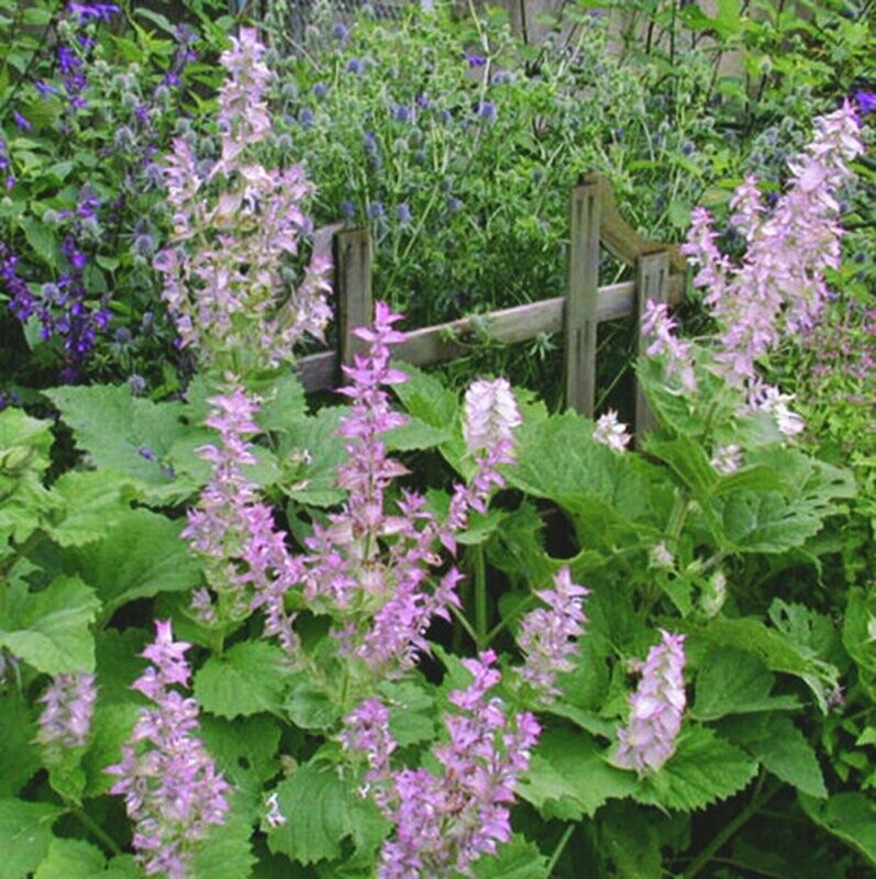 Salvia sclarea - Clary Sage