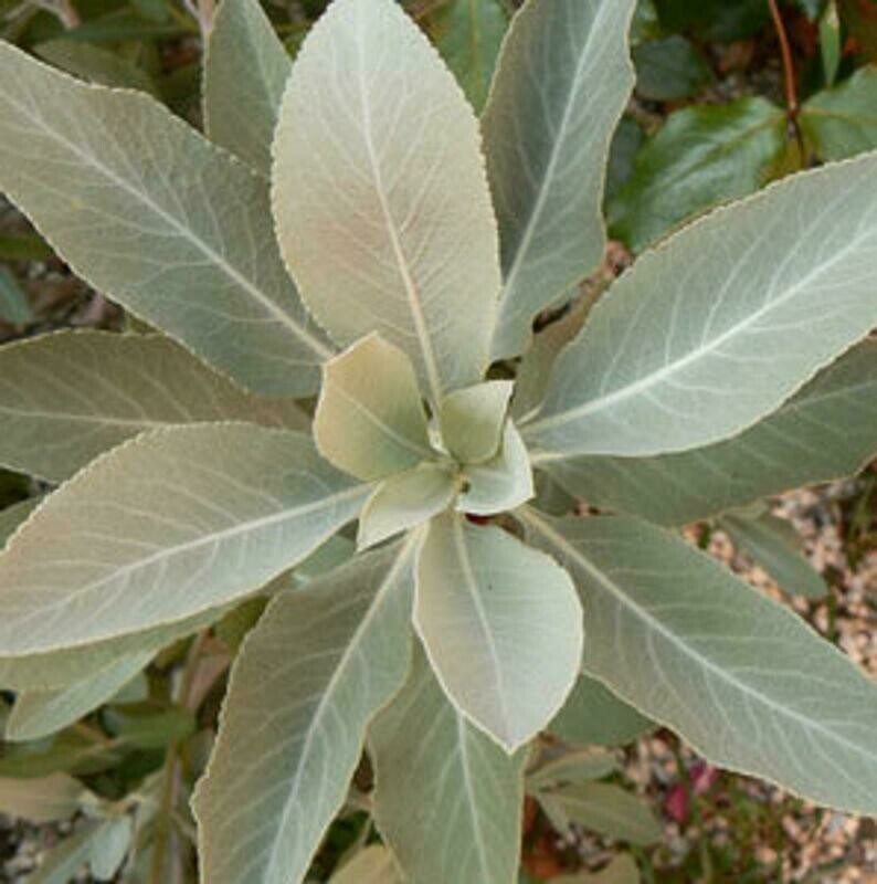 Salvia apiana - White Sage