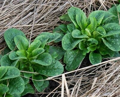 Valerianella locusta - Corn Salad - Mache