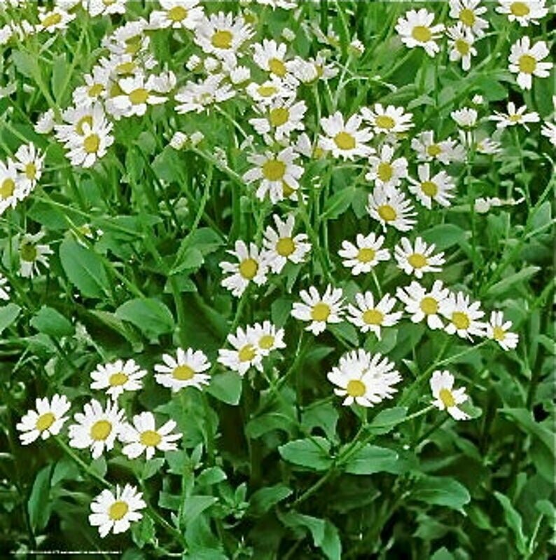 Tanacetum balsamita - Costmary