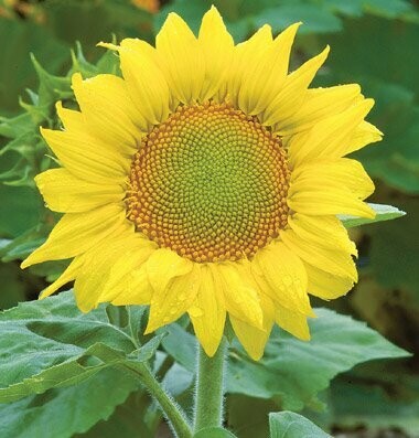 Helianthus annuus - Sunrich Gold - Sunflower