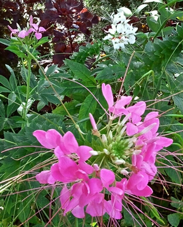 Cleome hassleriana 'Rose Queen'