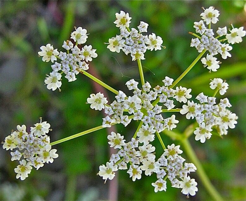 Cuminum cyminum - Cumin