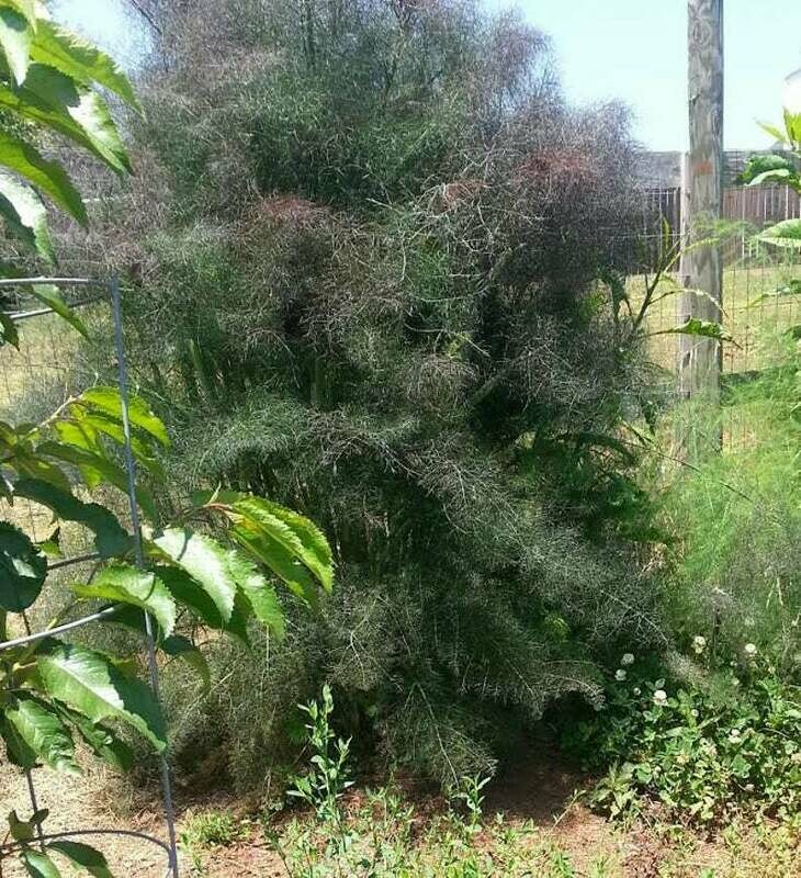 Foeniculum vulgare - Bronze Fennel