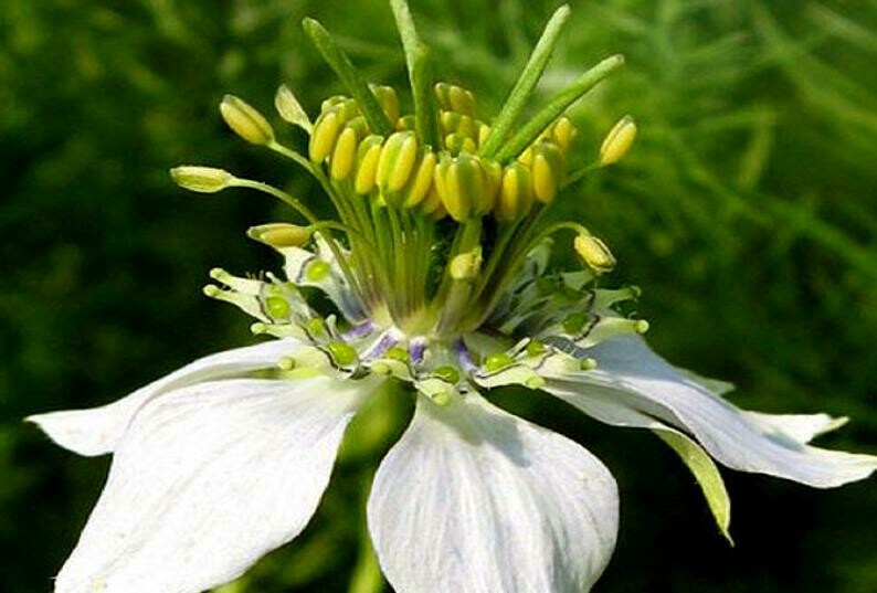 Nigella sativa - Black Cumin