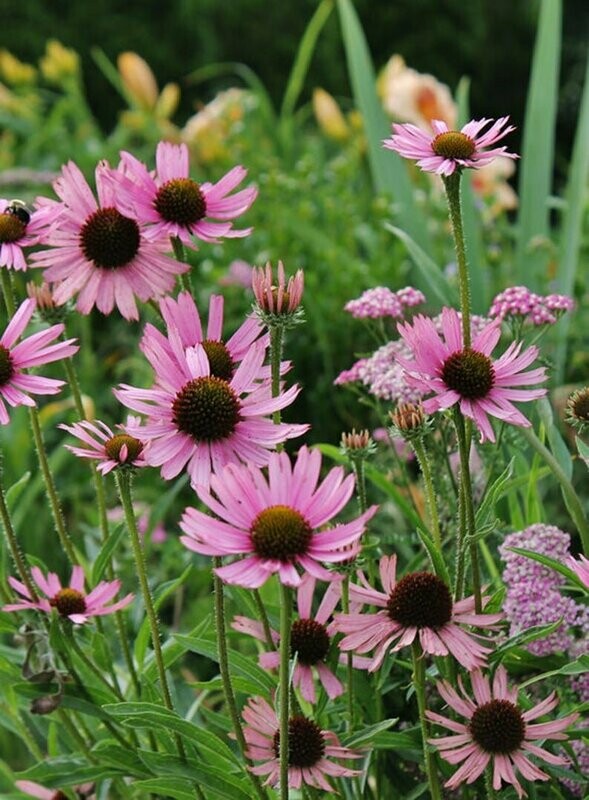 Echinacea tennesseensis - Tennessee Coneflower