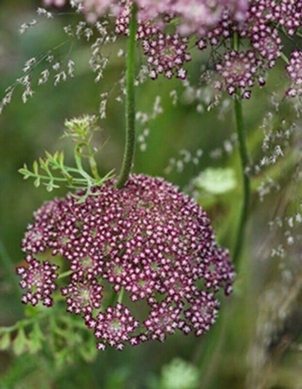 Daucus carota var. sativas - Queen Anne's Lace - Dara