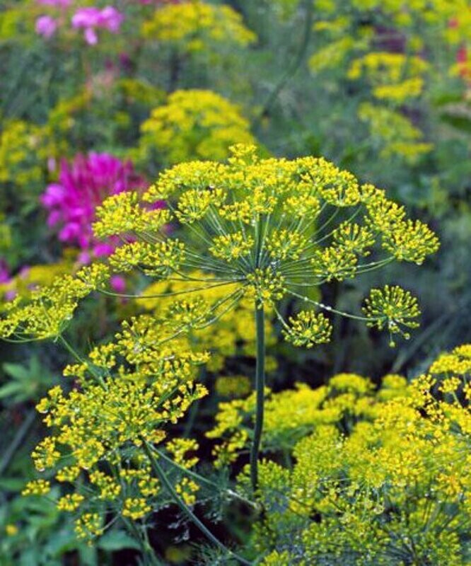 Anethum graveolens - Fernleaf Dill