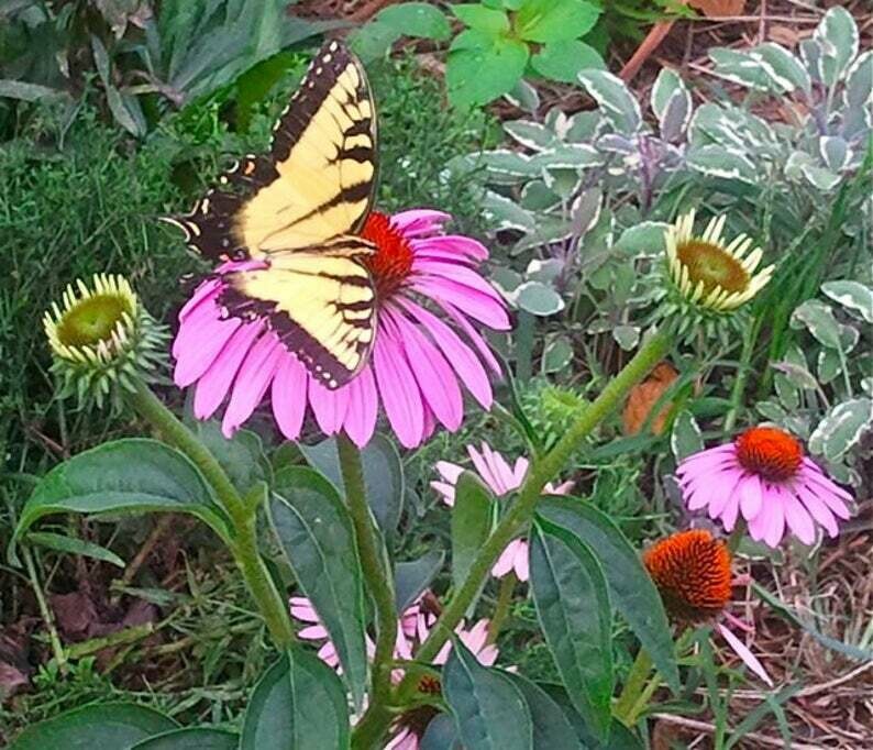 Echinacea purpurea - Purple Coneflower