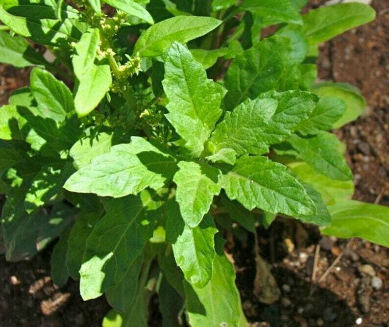 Chenopodium ambrosioides - Epazote