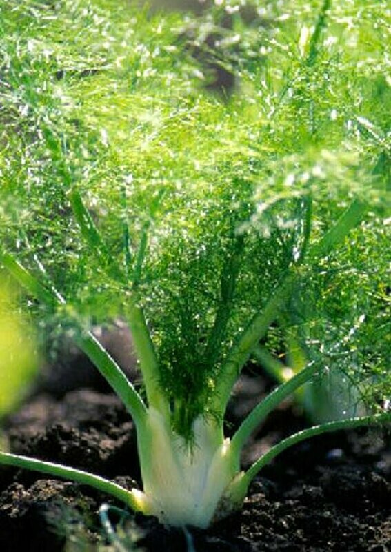Foeniculum vulgare - Florence Fennel