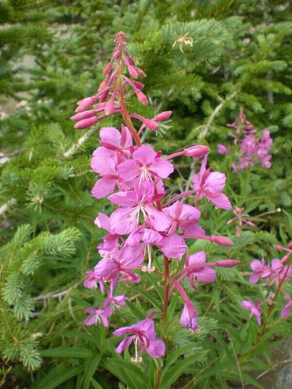 Epilobium angustifolium - Fireweed - Rosebay Willowherb