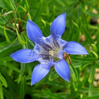 Gentiana paradoxa - Blue Herald