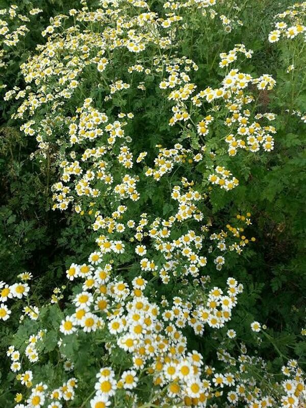Tanacetum parthenium - Feverfew