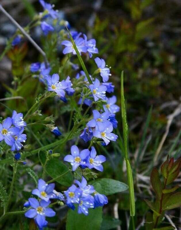 Linum lewisii - Blue Flax