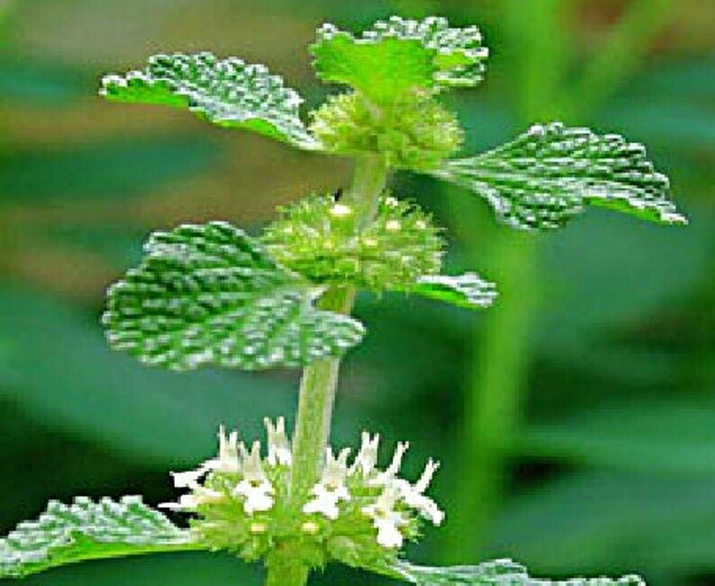 Marrubium vulgare - Horehound