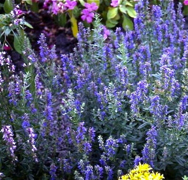 Hyssopus officinalis - Hyssop