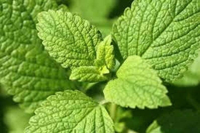 Melissa officinalis - Lemon Balm