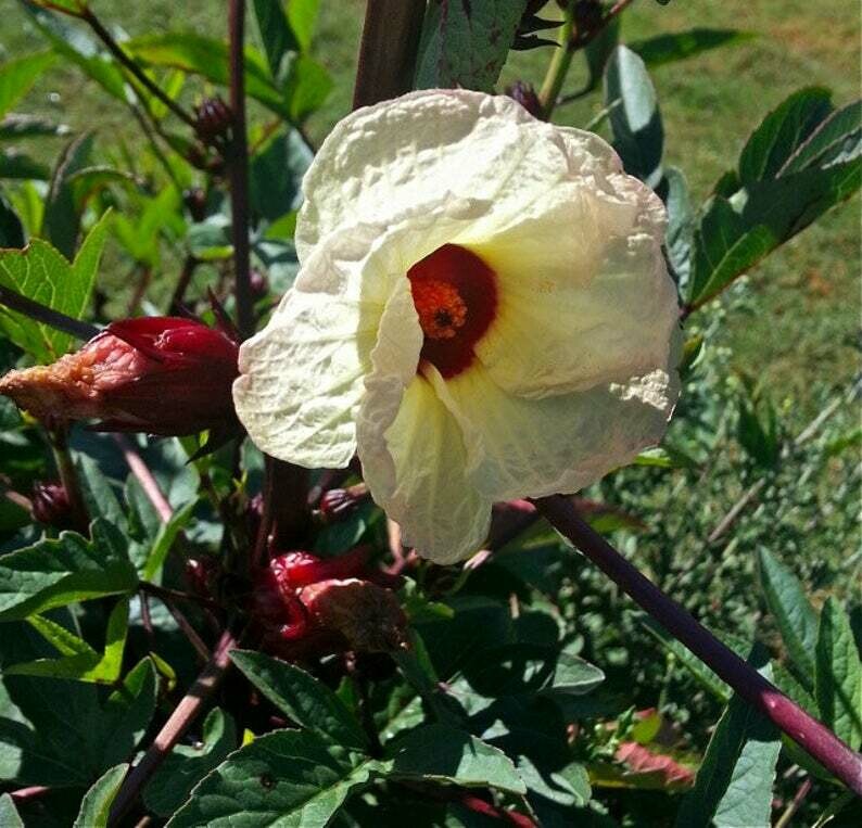 Hibiscus sabdariffa 'Roselle' - Jamaica Sorrel