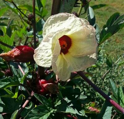 Hibiscus sabdariffa 'Roselle' - Jamaica Sorrel