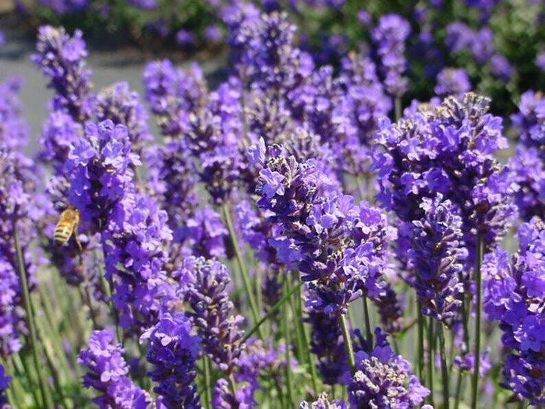 Lavandula angustifolia 'Munstead' - Compact English Lavender