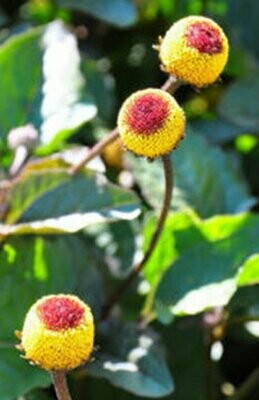 Spilanthes oleracea - Toothache Plant