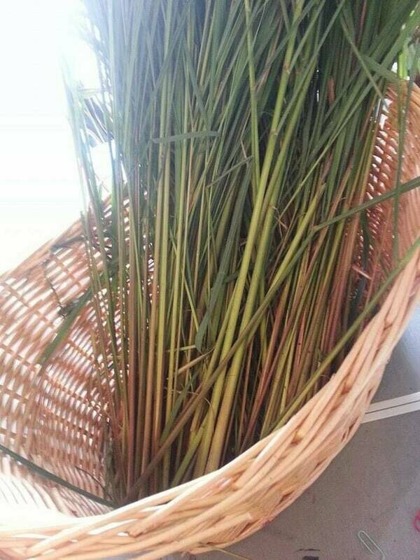 Cymbopogon flexuosus - East Indian Lemon Grass