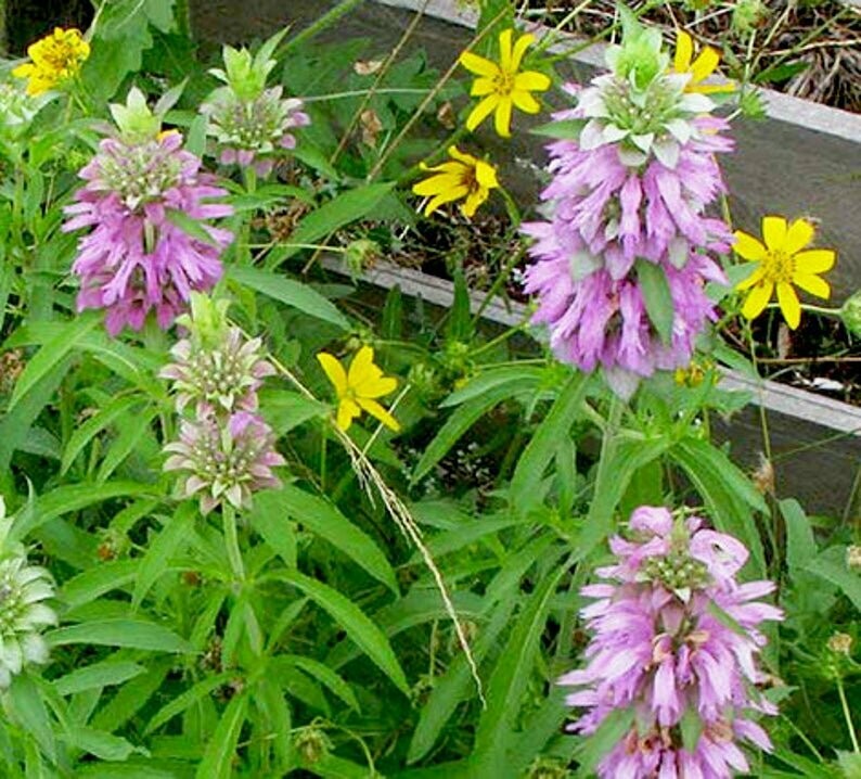 Monarda citriodora - Lemon Mint