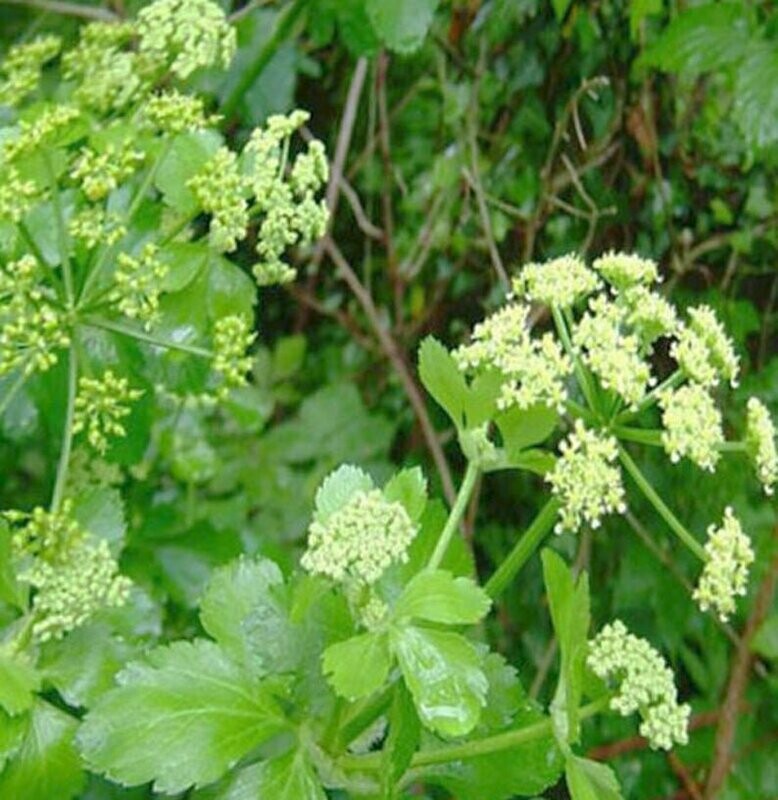 Levisticum officinale - Lovage