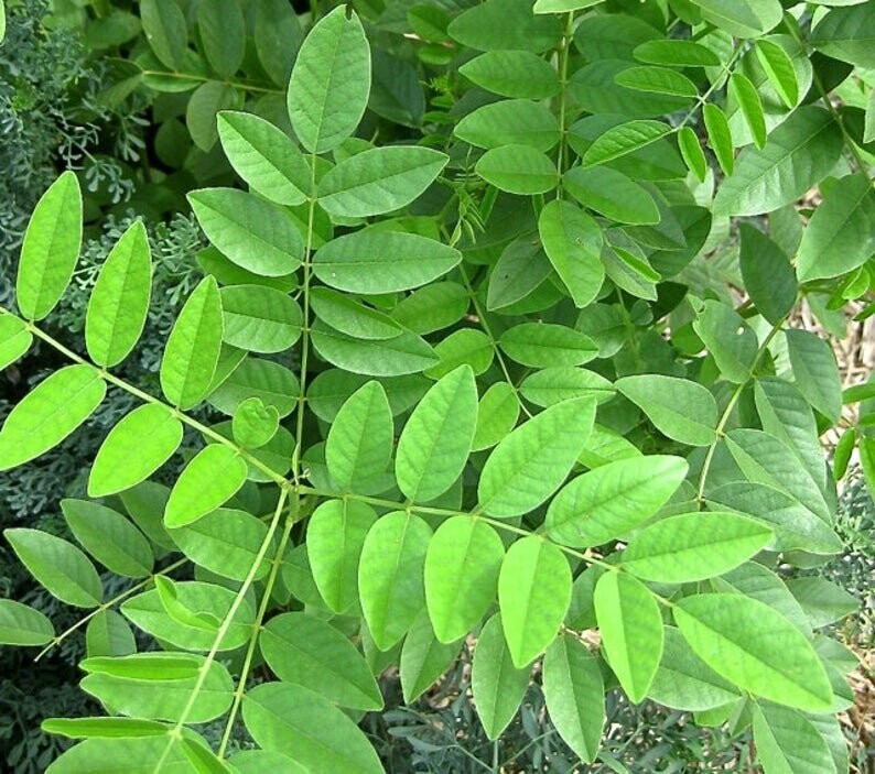 Glycyrrhiza glabra - Licorice