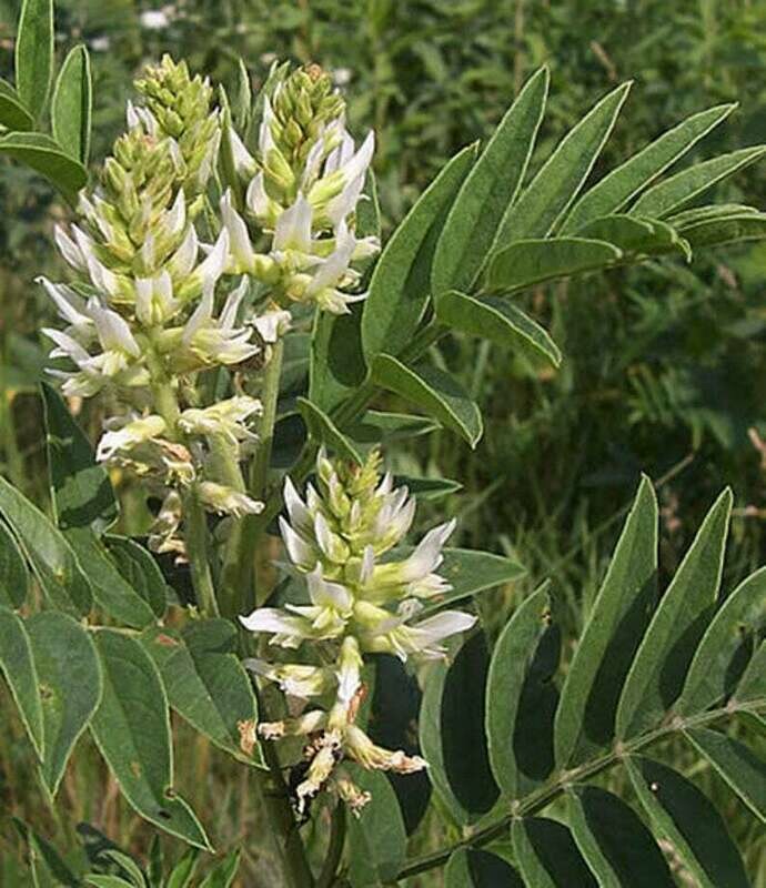 Glycyrrhiza lepidota - American Licorice