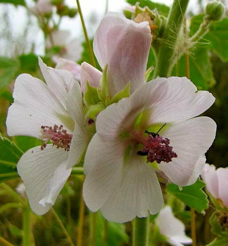 Althea officinalis - Marshmallow