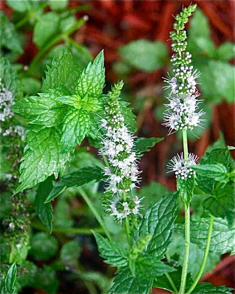 Mentha piperita - Peppermint