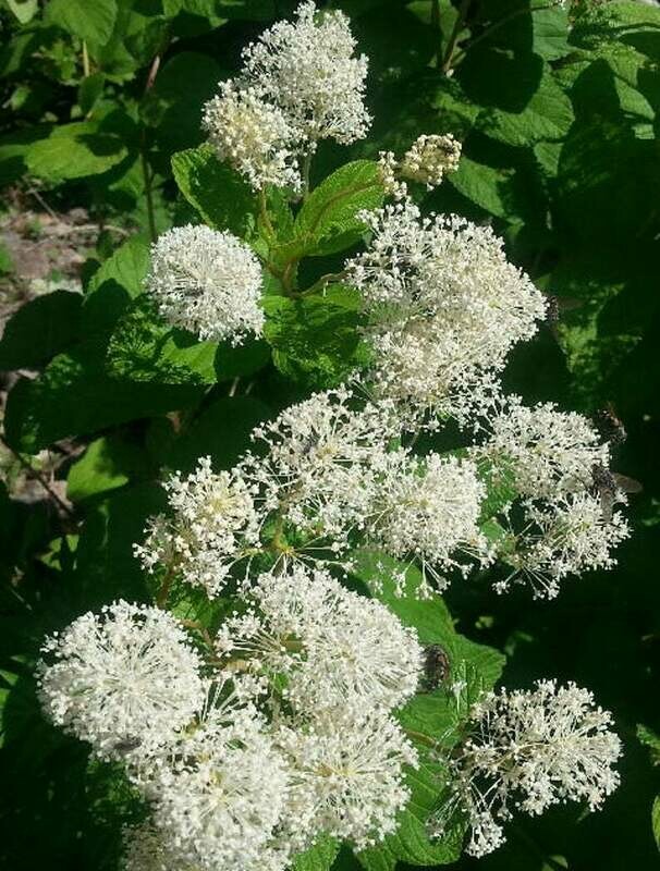 Ceanothus americanus - New Jersey Tea