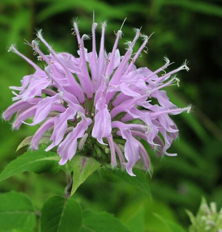 Monarda fistulosa - Bergamot