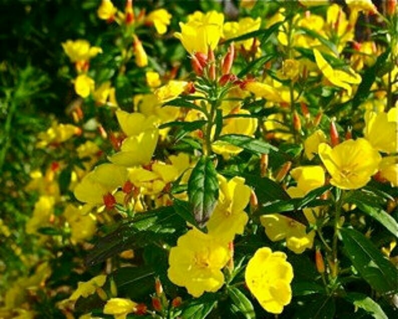 Oenothera missouriensis - Ozark Sundrops