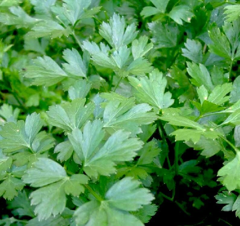 Petroselinum crispum - Italian Parsley - Giant Parsley