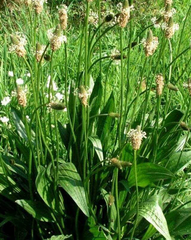 Plantago lanceolata -  Plantain