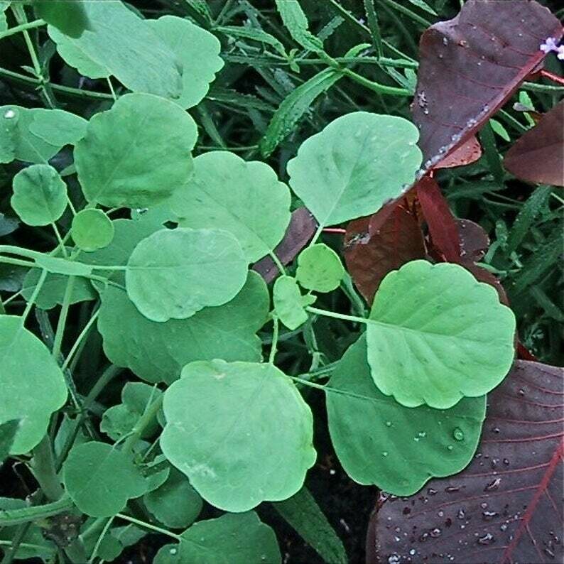 Porophyllum ruderale - Papalo