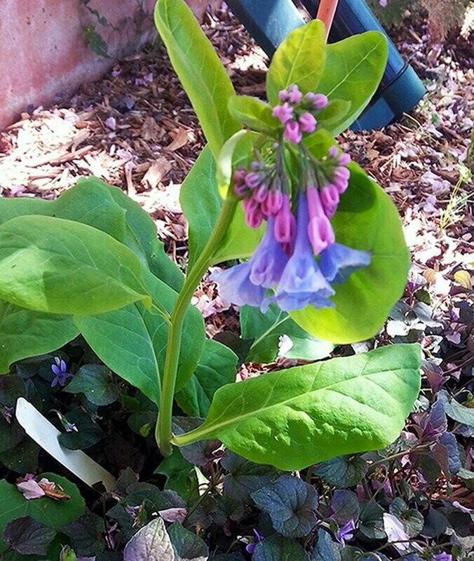 Mertensia virginica - Virginia Bluebells - OUT OF STOCK