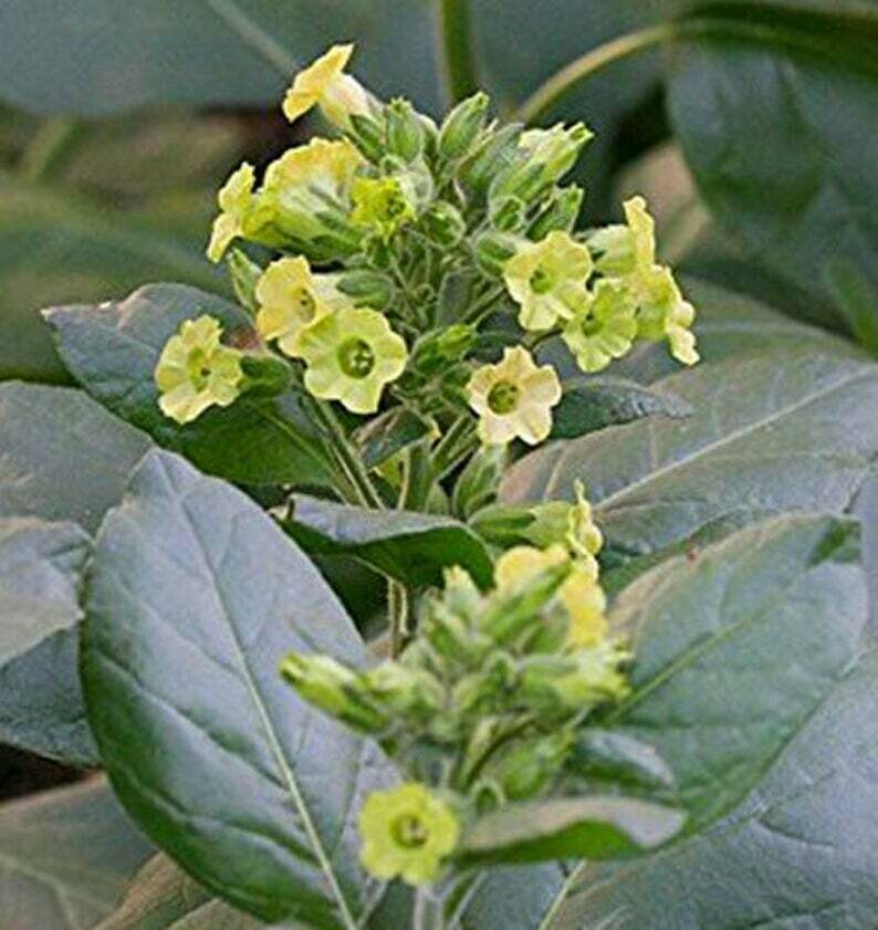 Nicotianta rustica Sacred Midewiwan Tobacco