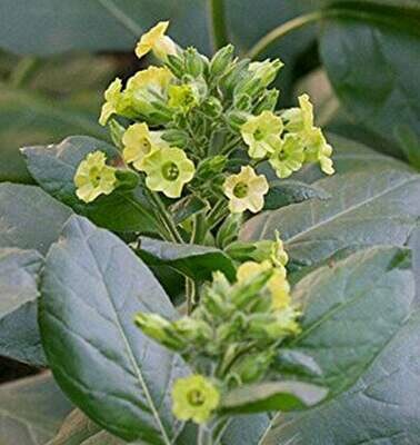 Nicotianta rustica - Sacred Midewiwan Tobacco