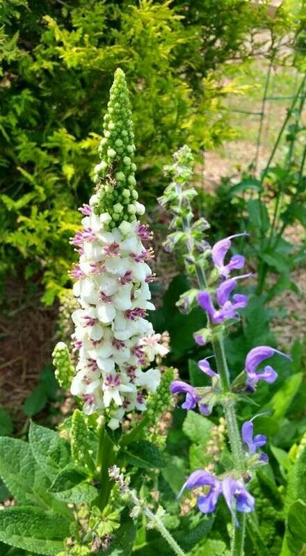Verbascum nigrum ' Album White' - Dark Mullein