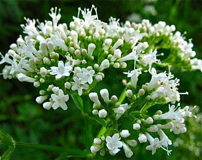Valeriana officinalis - Valerian